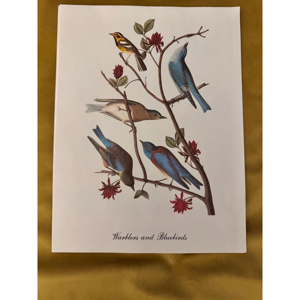 Vintage Audubon Bird Prints Set of 4 — Meadowlark Bobolink Warblers & Bluebirds